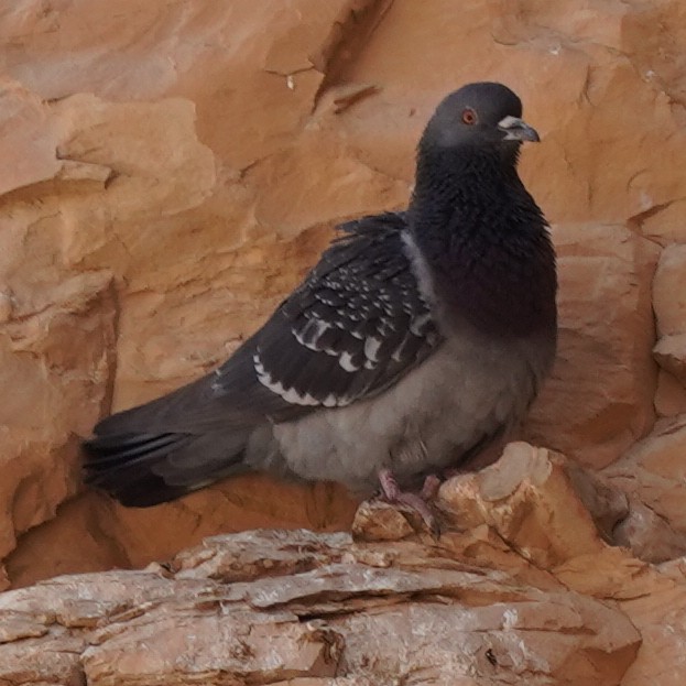 Pigeon biset (forme sauvage) - ML615532439