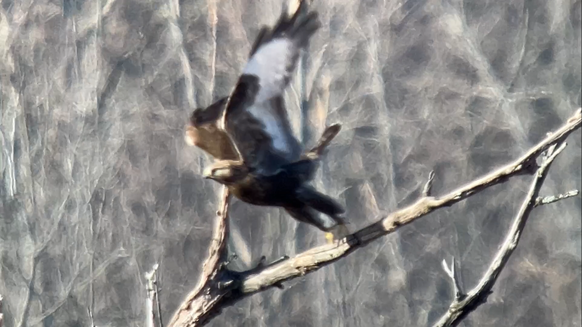 Rough-legged Hawk - ML615532447