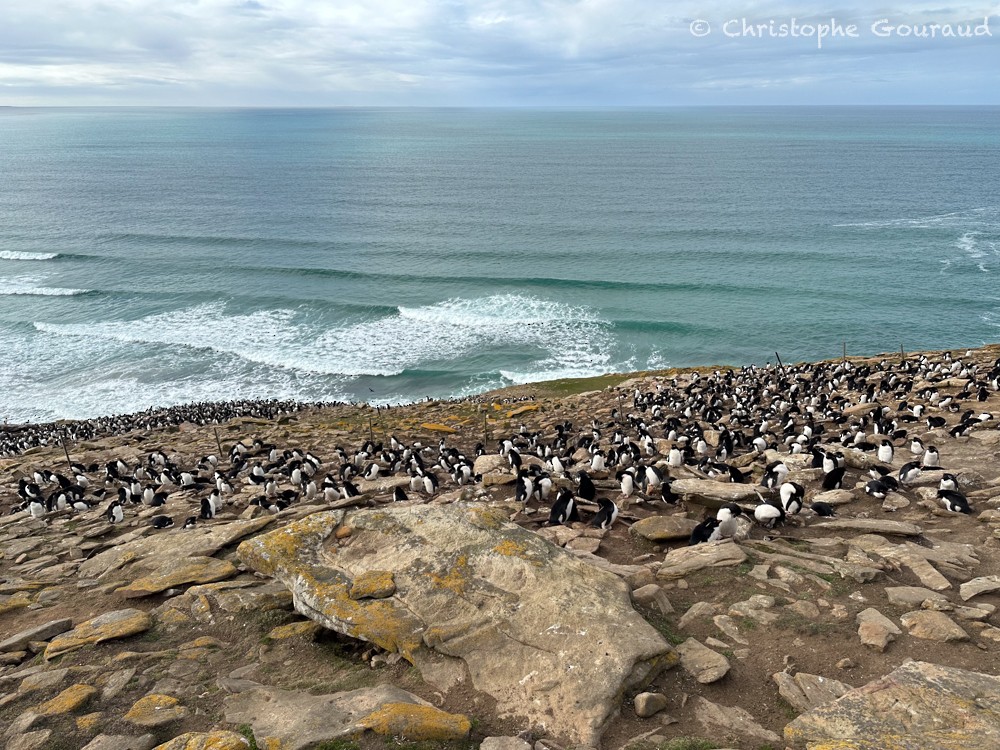 Southern Rockhopper Penguin (Western) - ML615532448