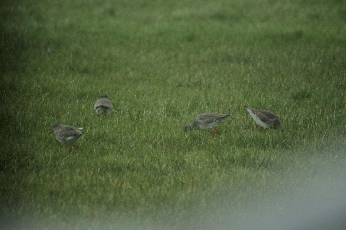 Common Redshank - ML615532461