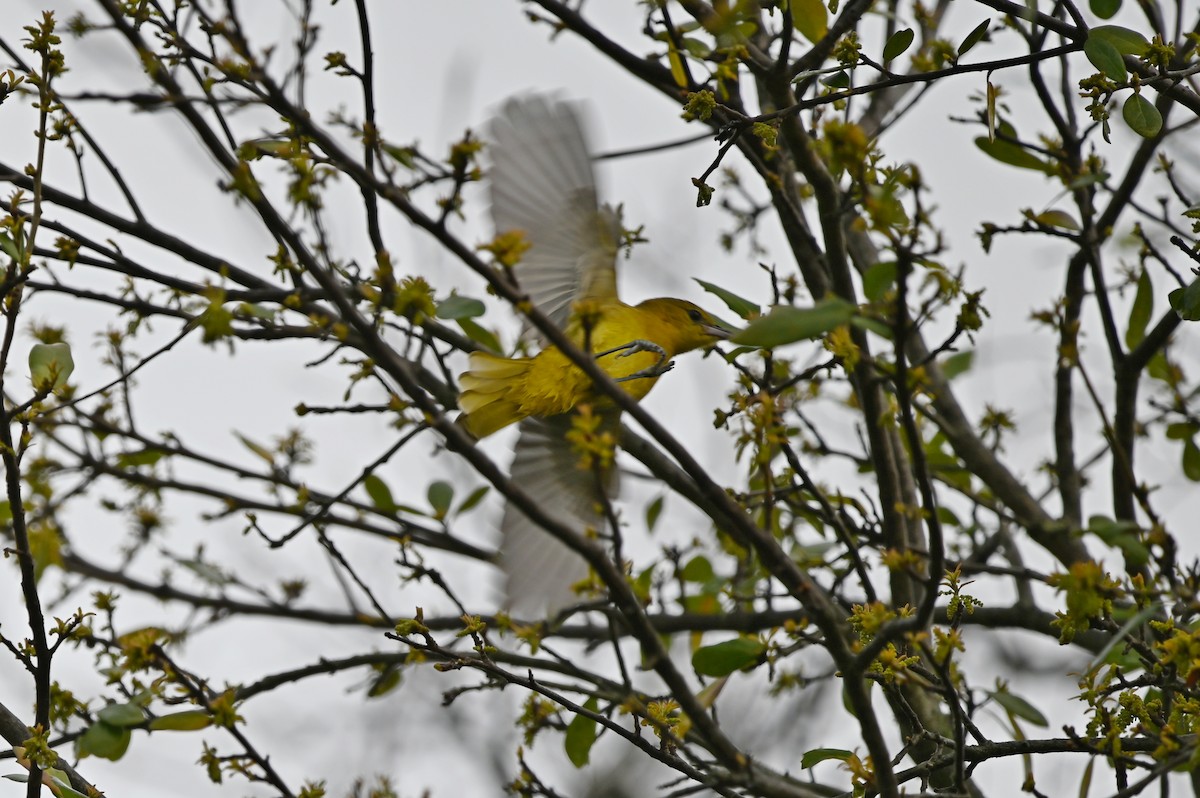 Hooded Oriole - ML615532487