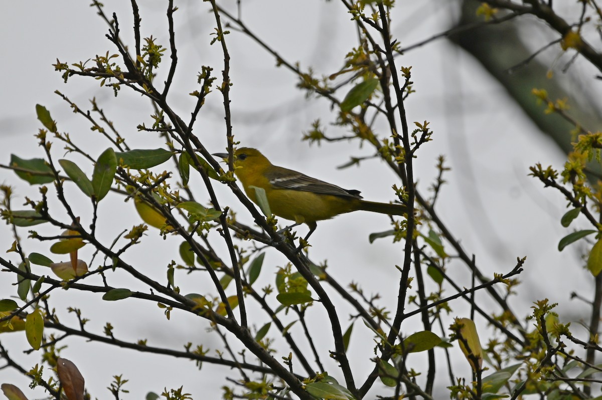 Hooded Oriole - ML615532488