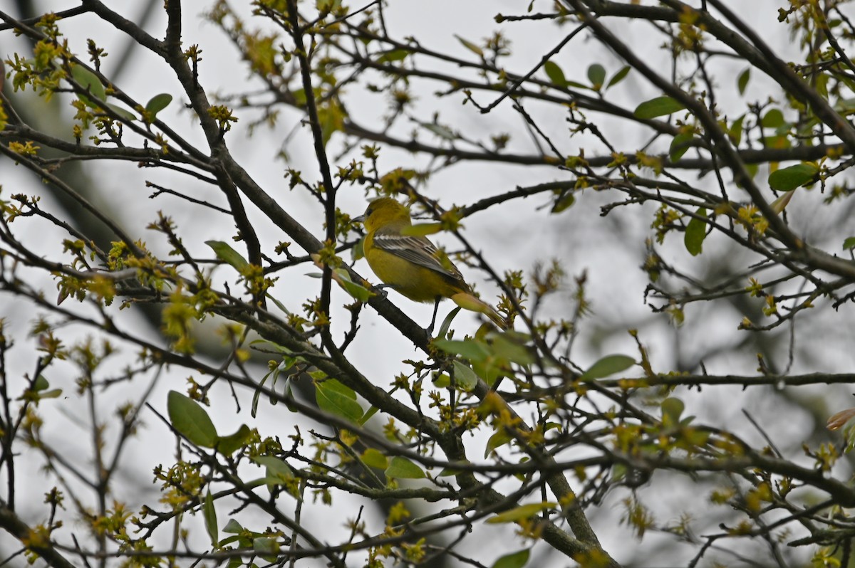 Hooded Oriole - ML615532489