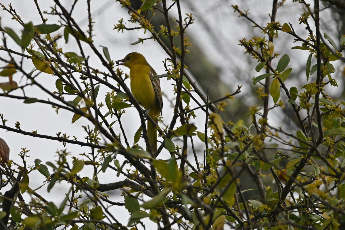 Hooded Oriole - ML615532490