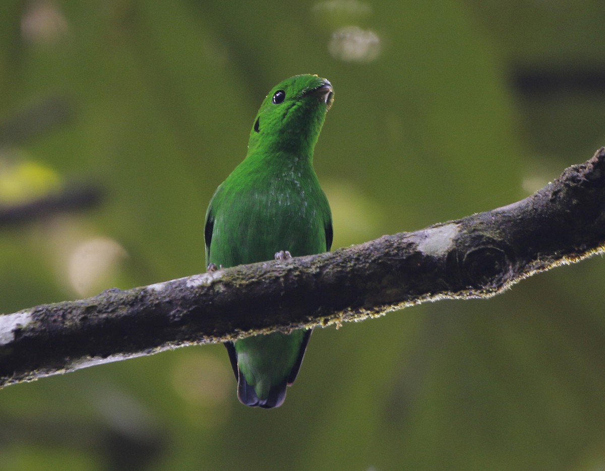 Green Broadbill - Neoh Hor Kee