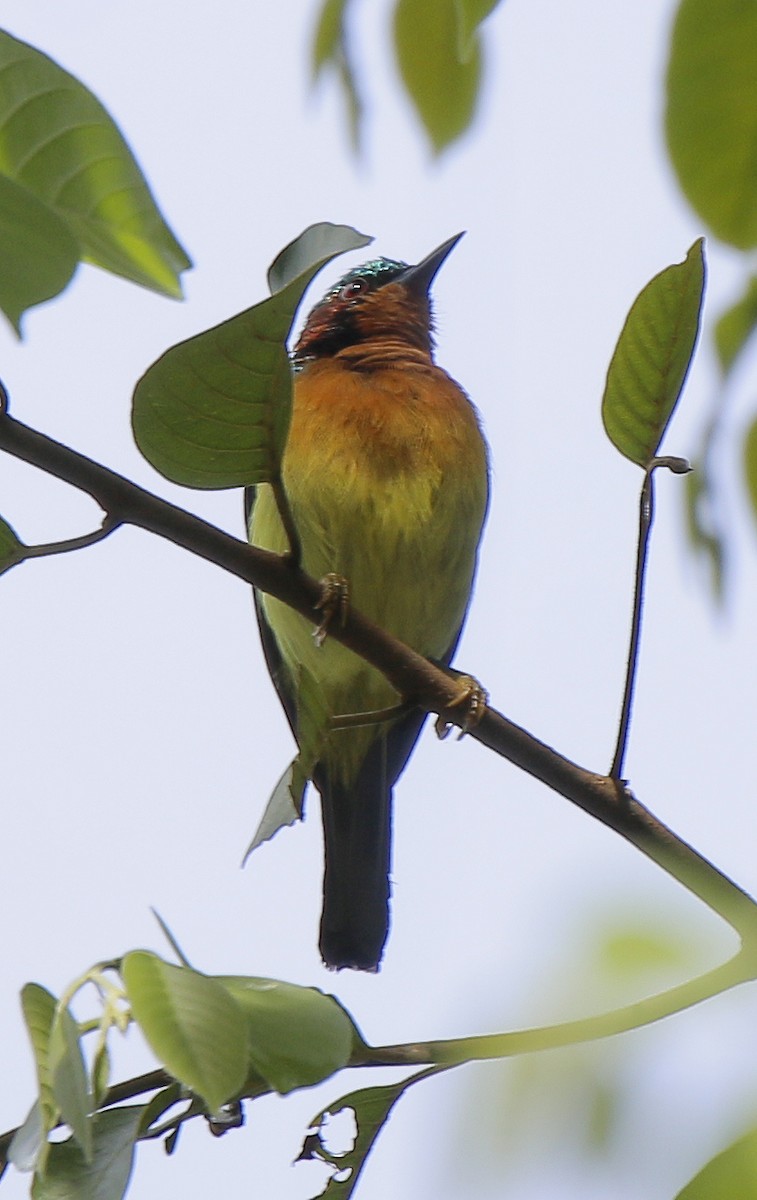 Ruby-cheeked Sunbird - Neoh Hor Kee