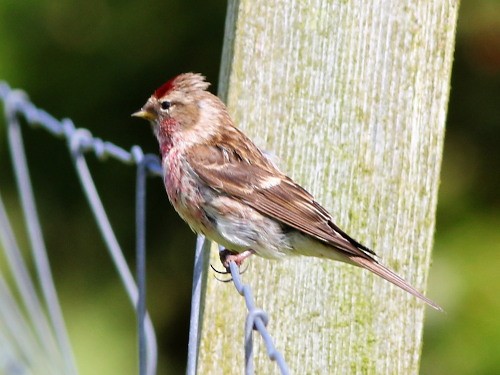 Common/Lesser Redpoll - ML615532518