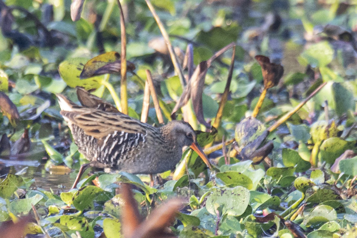 Brown-cheeked Rail - ML615532550