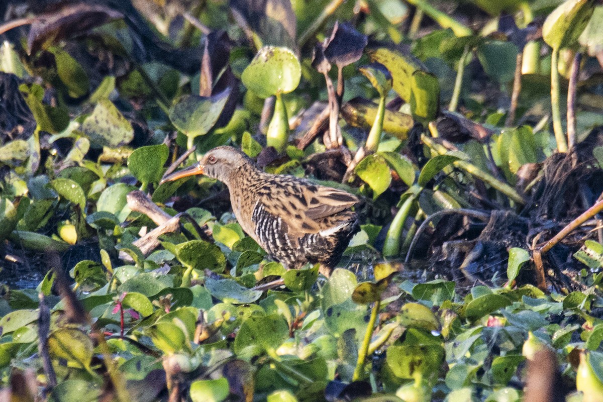 Brown-cheeked Rail - Nazes Afroz