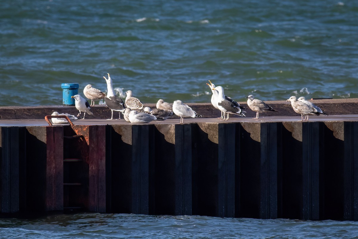 Great Black-backed Gull - ML615532631