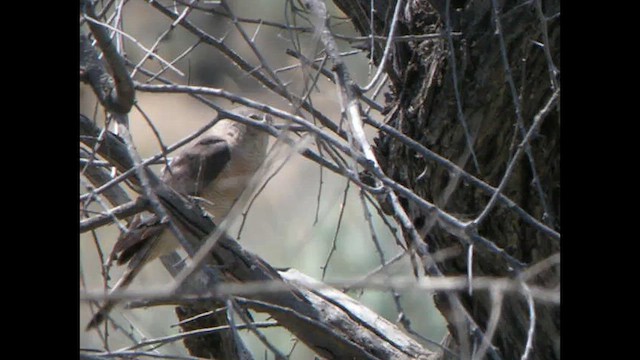 Shikra (Asian) - ML615532693