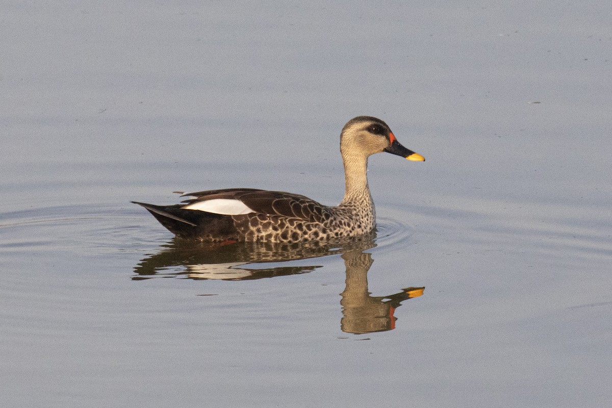 Indian Spot-billed Duck - ML615532712