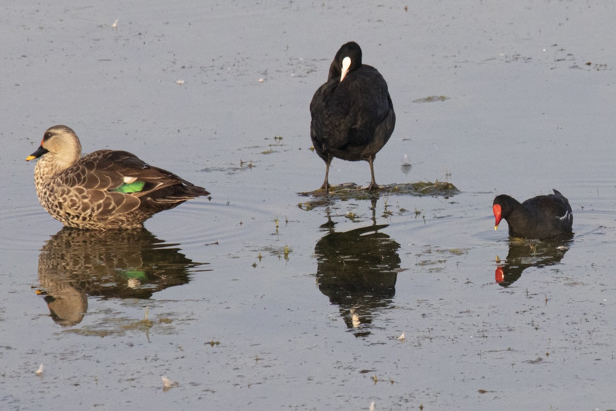 Indian Spot-billed Duck - ML615532720