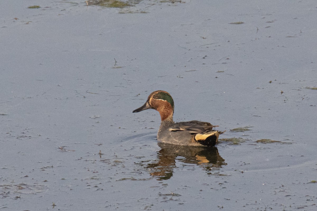 Green-winged Teal - ML615532721