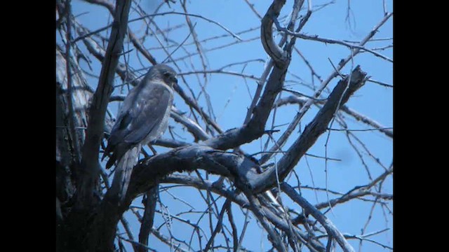 Shikra (Asian) - ML615532723