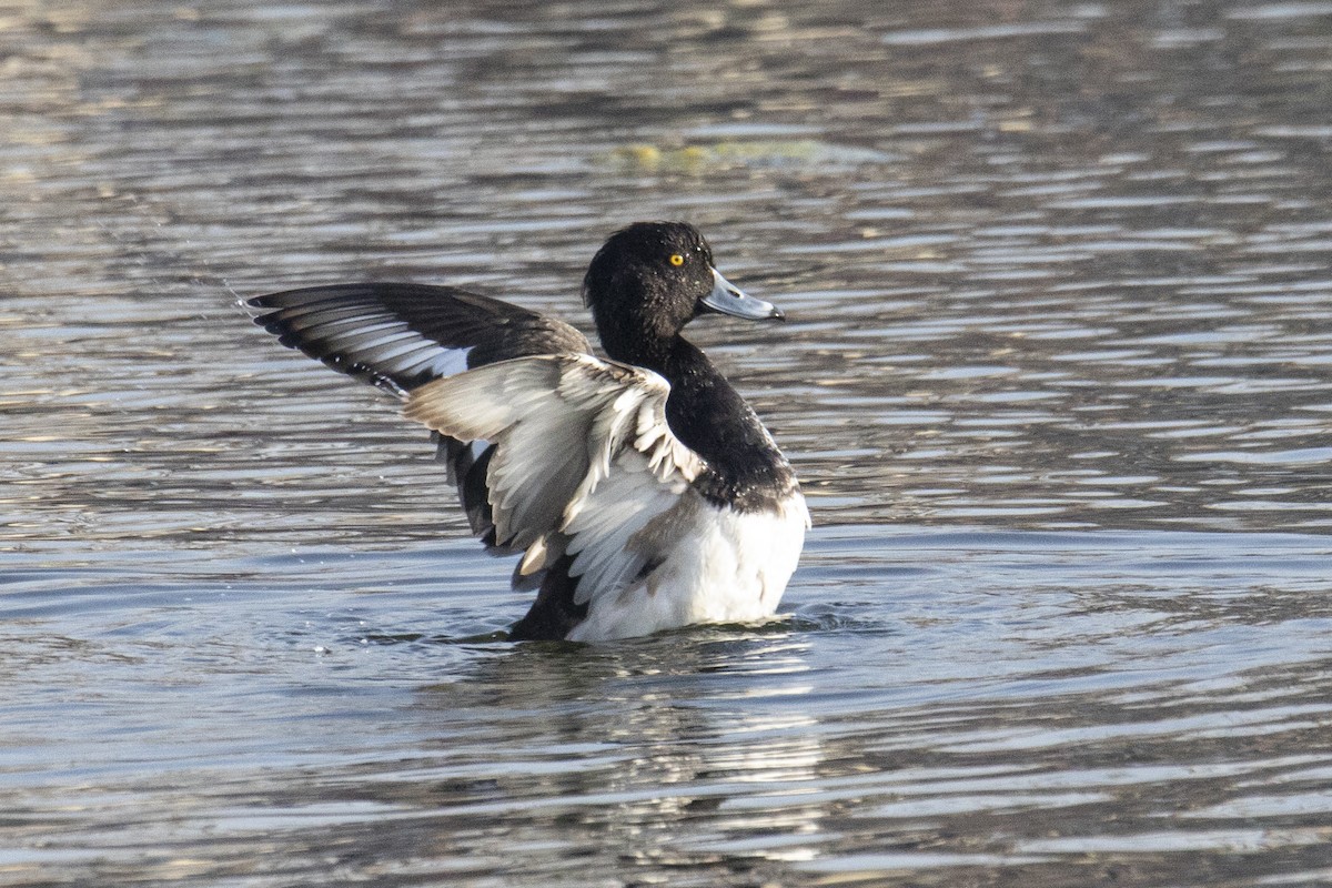 Tufted Duck - Nazes Afroz
