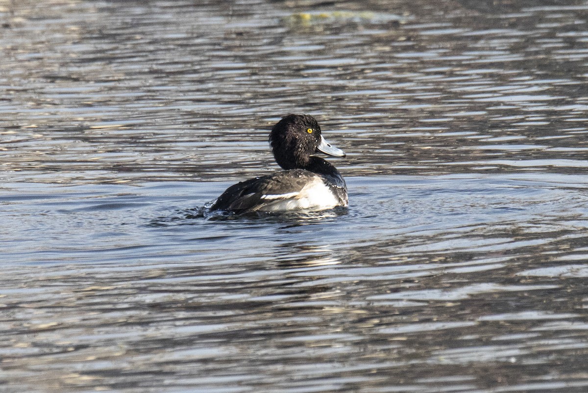 Tufted Duck - ML615532729
