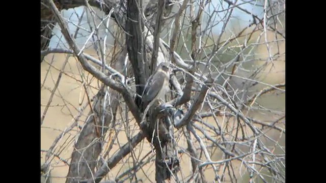 Shikra (Asian) - ML615532732