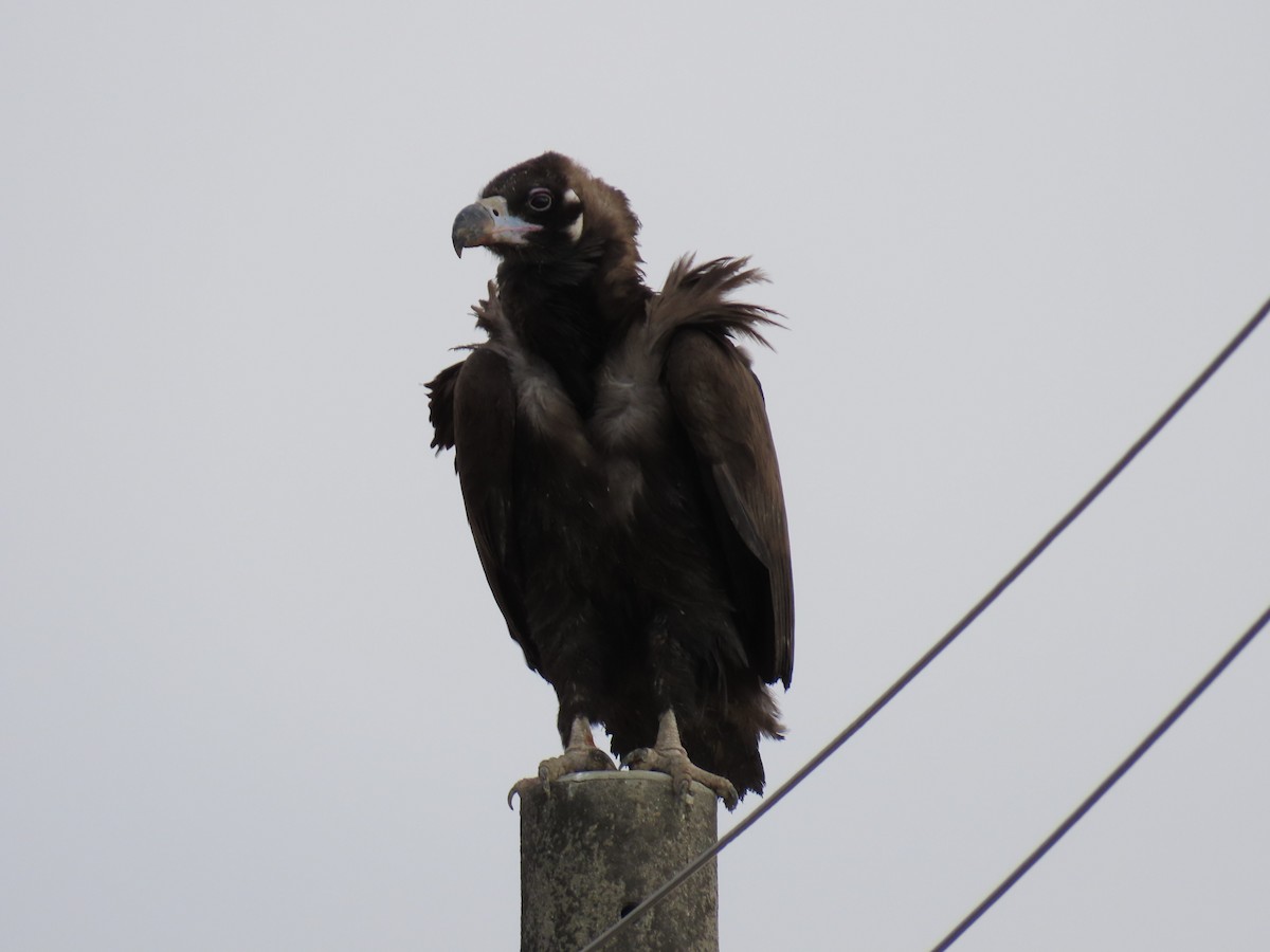 Cinereous Vulture - ML615532749
