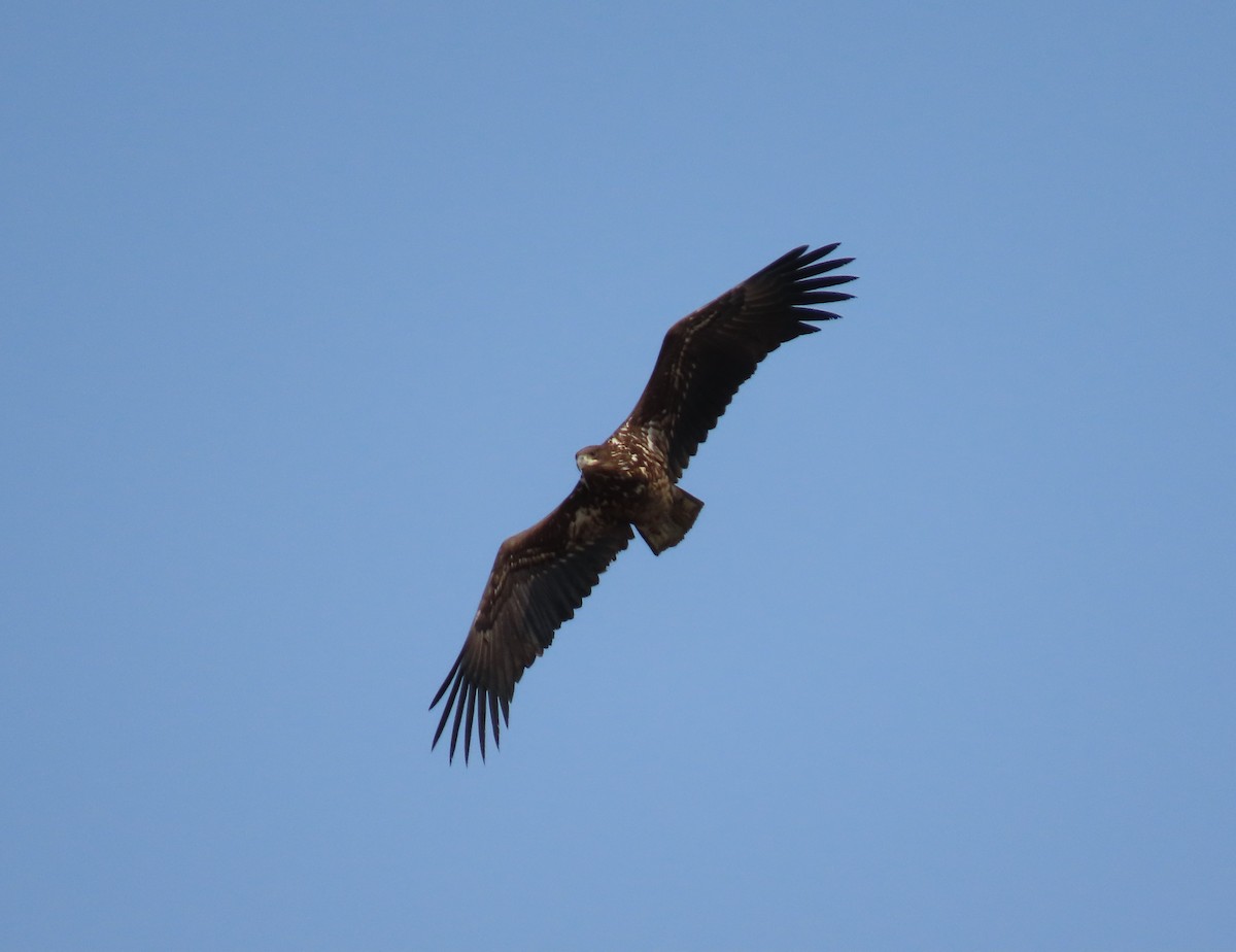 White-tailed Eagle - ML615532753