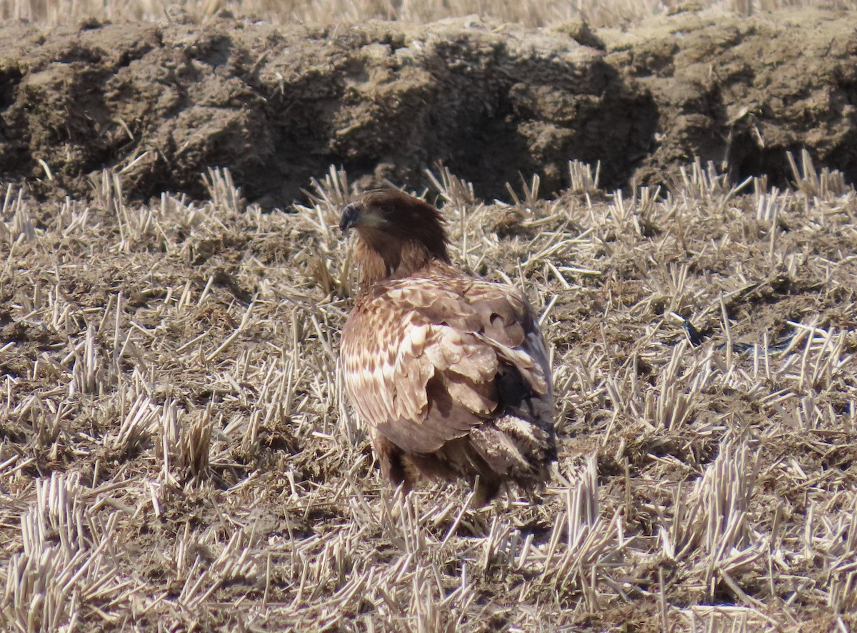 White-tailed Eagle - ML615532756