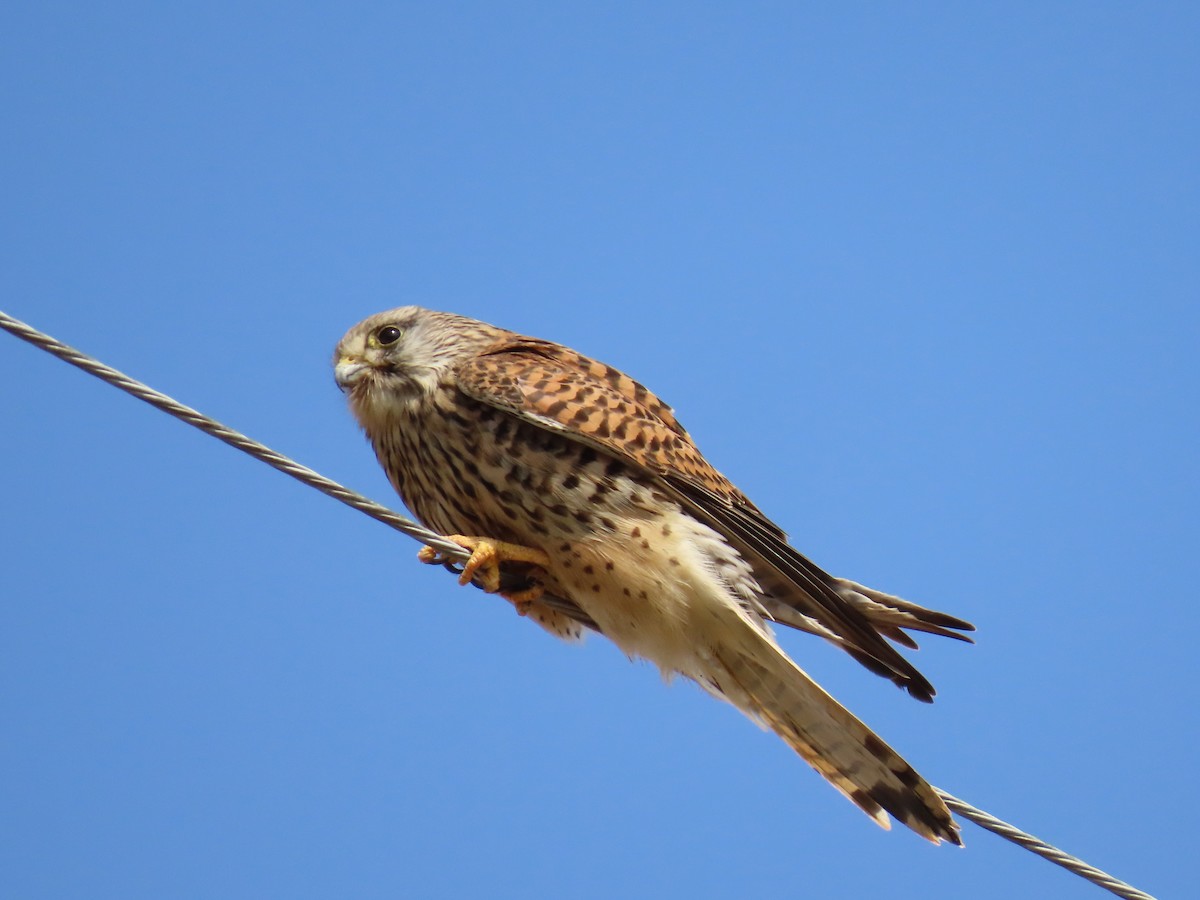 Eurasian Kestrel - ML615532785