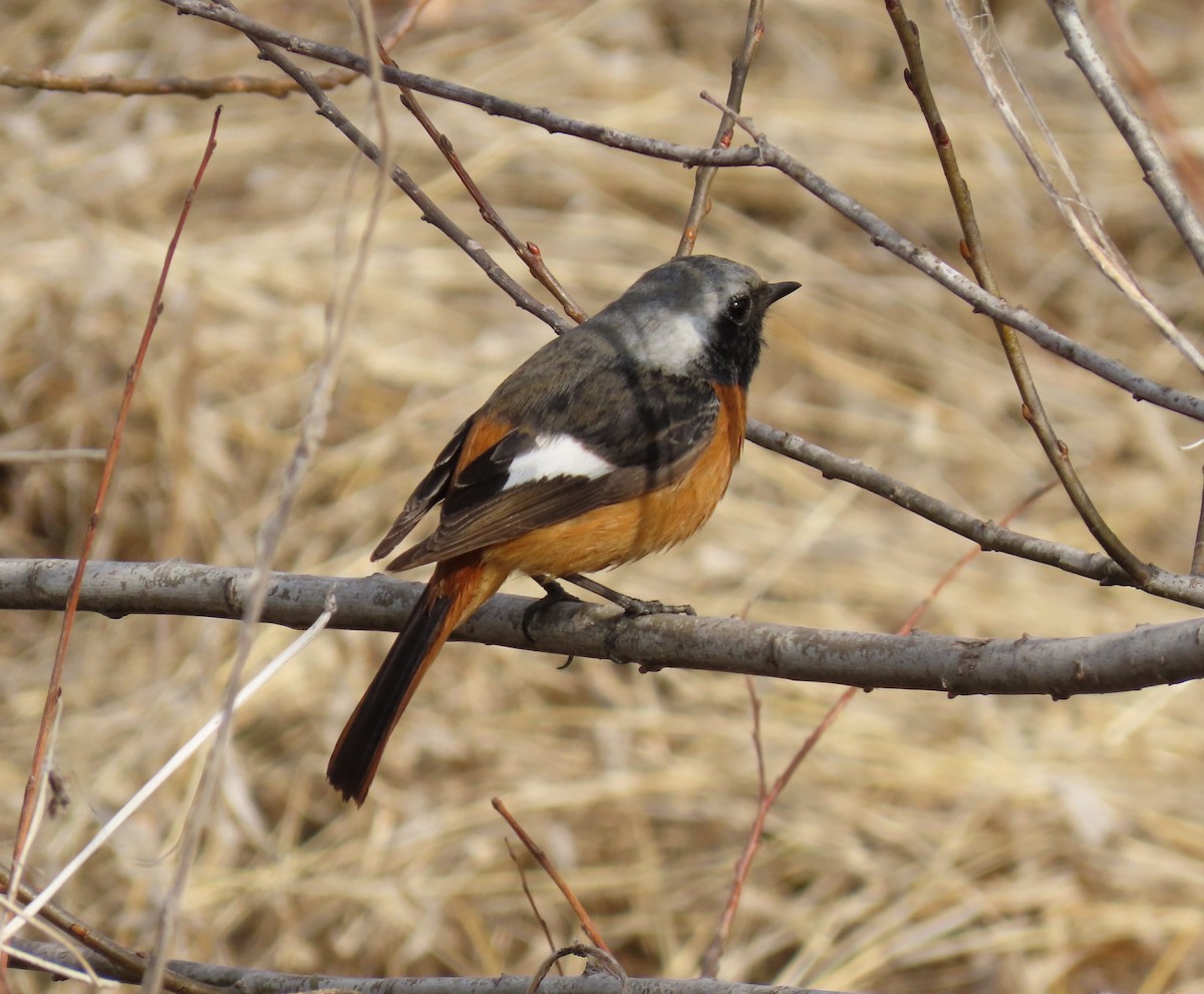 Daurian Redstart - ML615532789