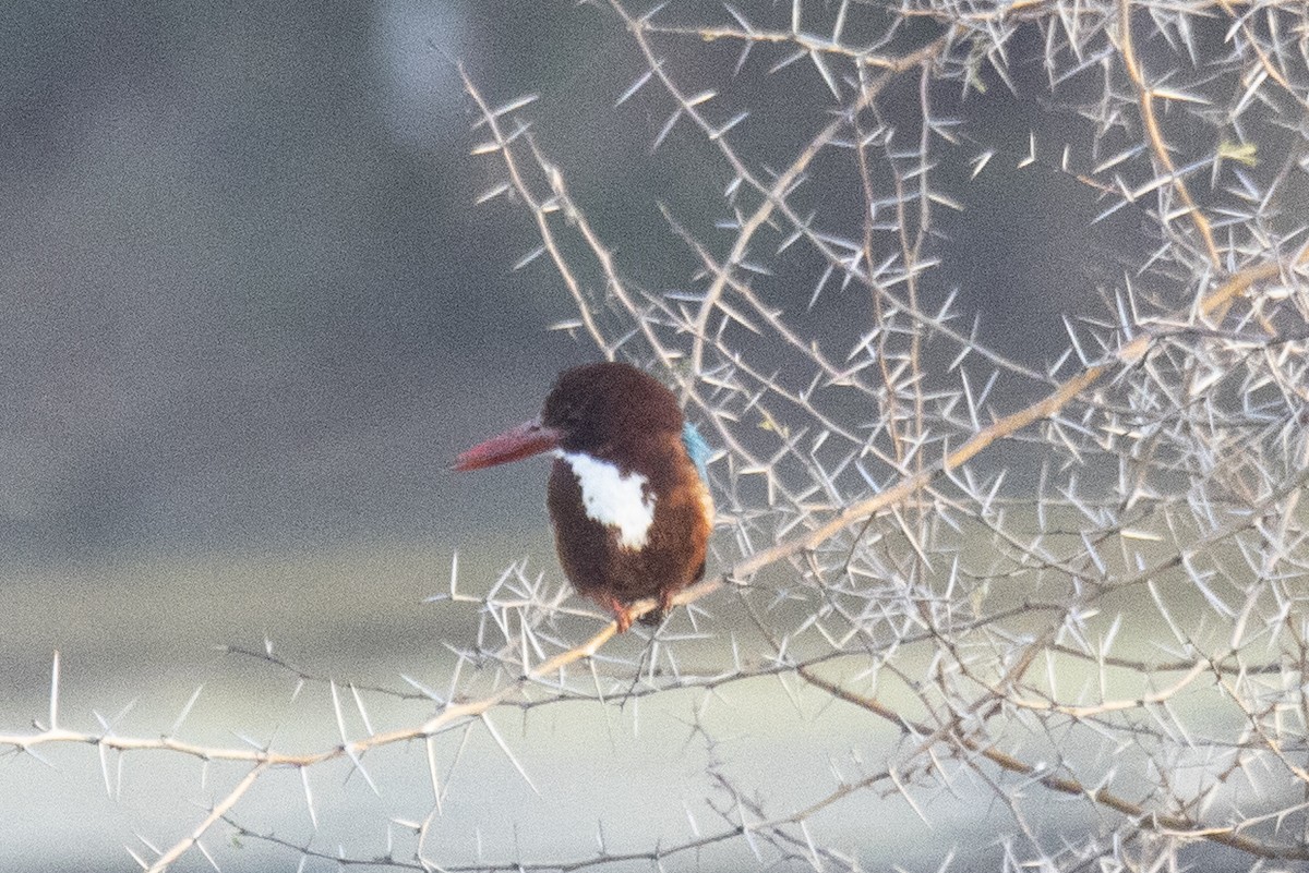 White-throated Kingfisher - ML615532800