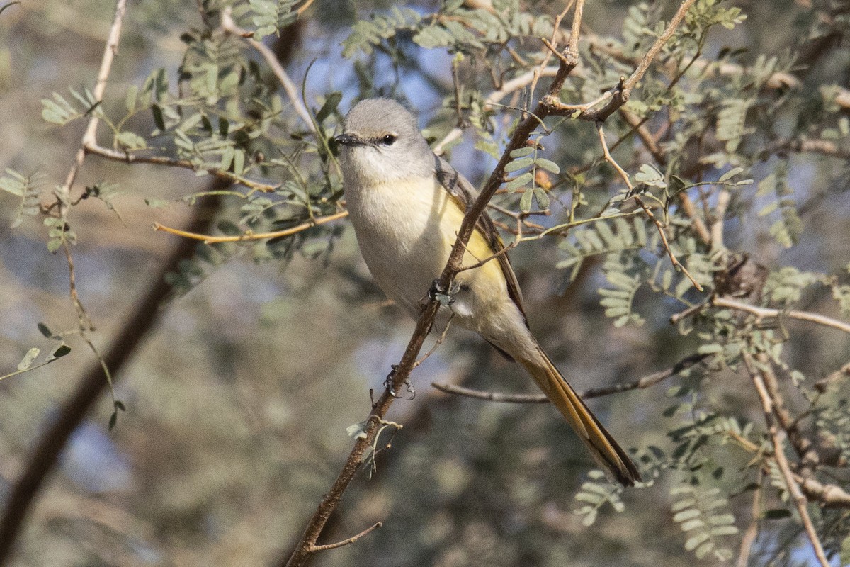 Small Minivet - ML615532813