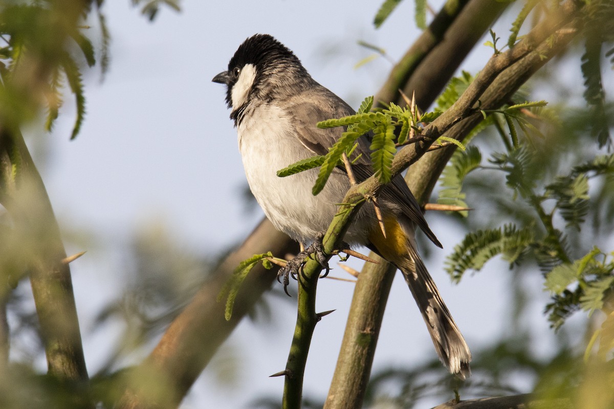 White-eared Bulbul - ML615532818