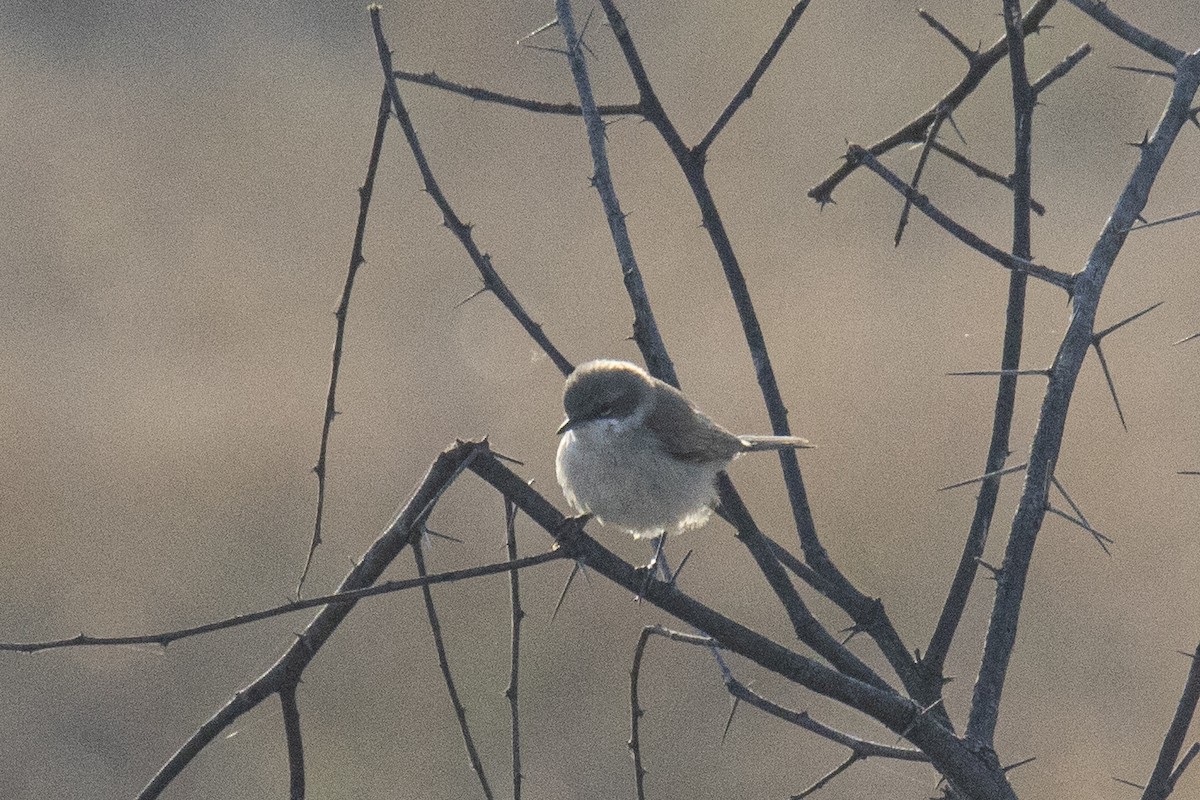 Lesser Whitethroat - ML615532830