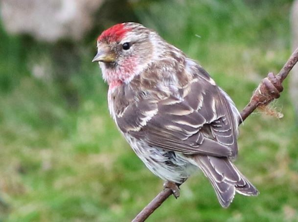 Common/Lesser Redpoll - ML615532854