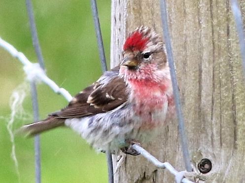 Common/Lesser Redpoll - ML615532855