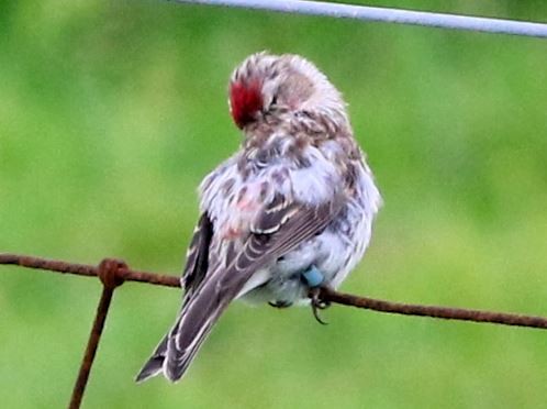 Common/Lesser Redpoll - ML615532856