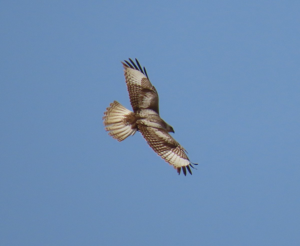 Upland Buzzard - ML615532872