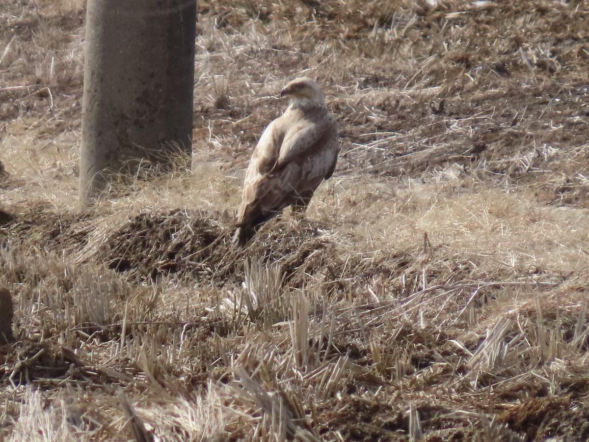 Upland Buzzard - ML615532873