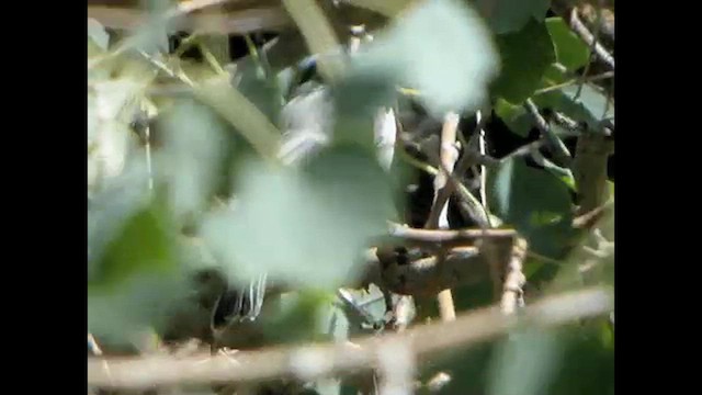 Great Tit (Turkestan) - ML615533006