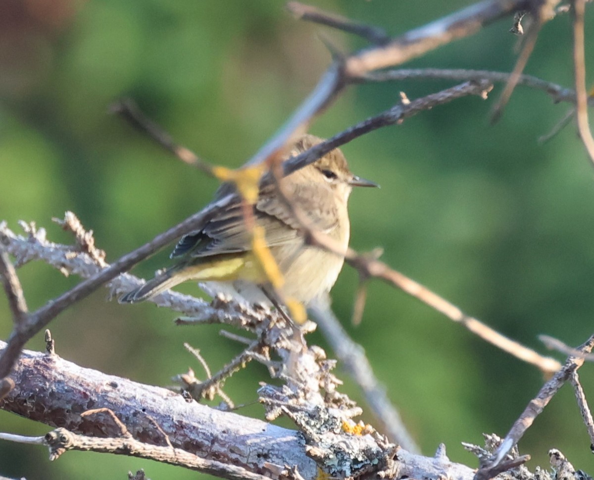 lesňáček bažinný (ssp. palmarum) - ML615533016