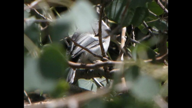 Great Tit (Turkestan) - ML615533025