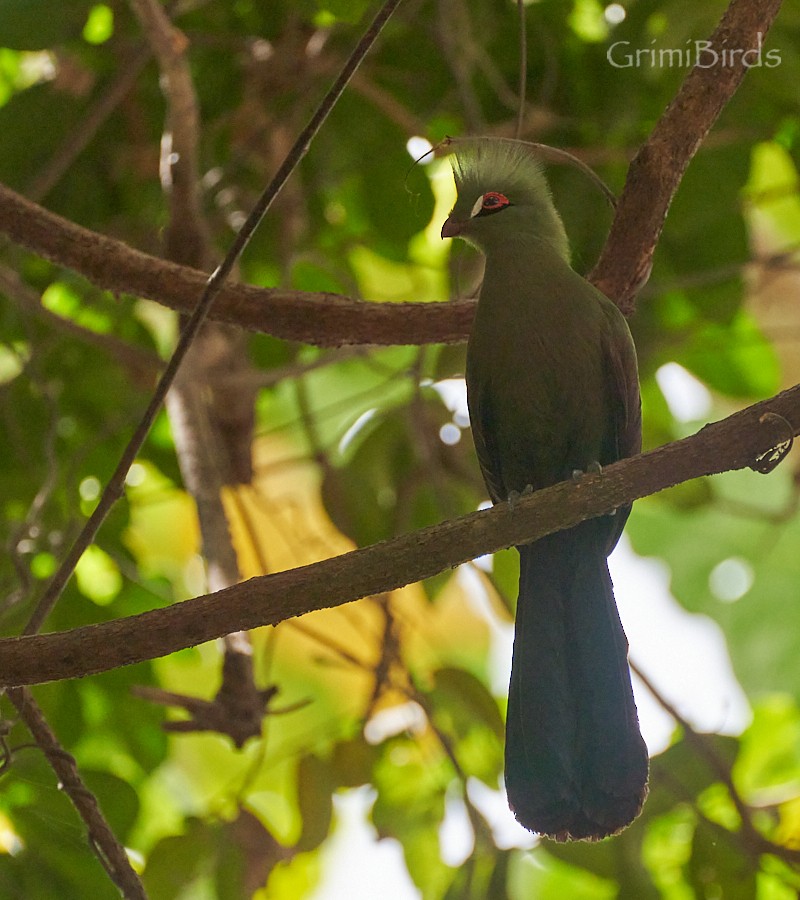 Guinea Turaco - ML615533031