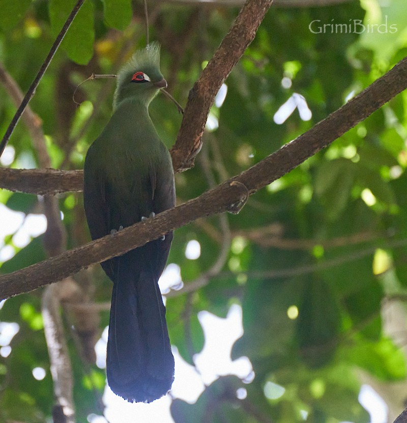 Guinea Turaco - ML615533032