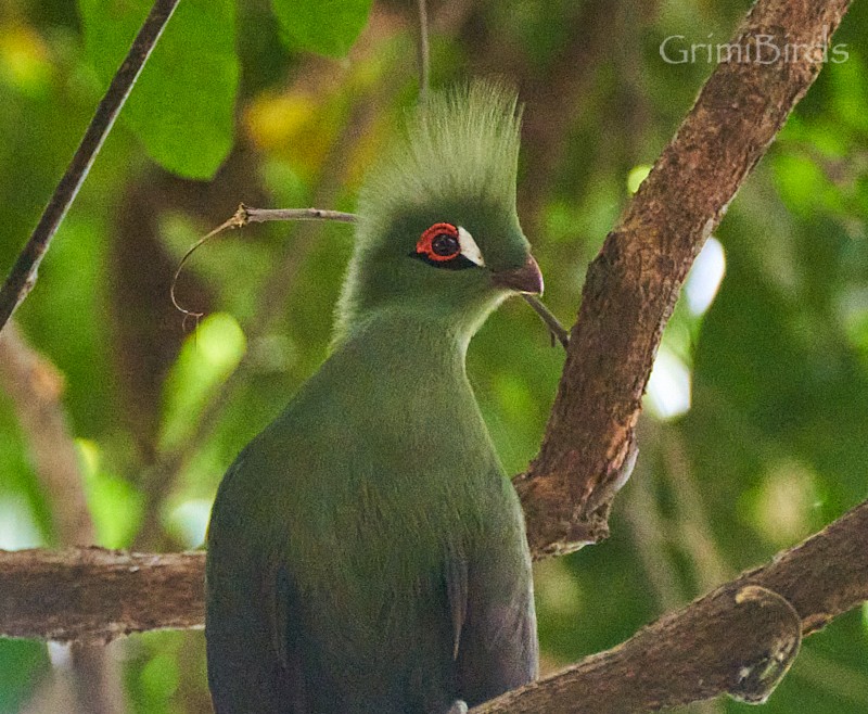 Guinea Turaco - ML615533033