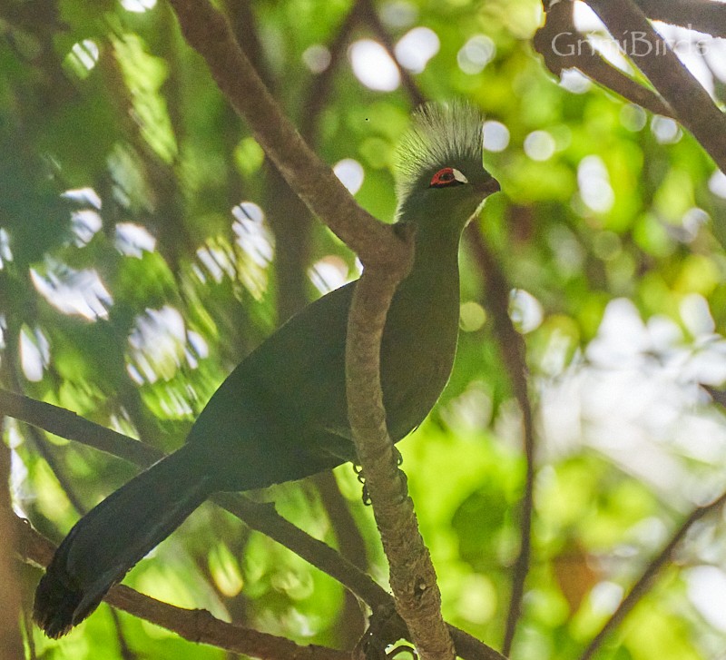 Guinea Turaco - ML615533035