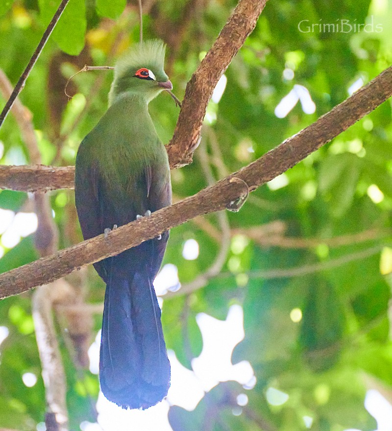 Guinea Turaco - ML615533036