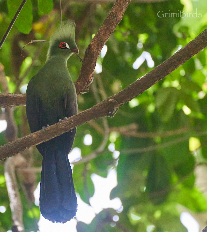 Guinea Turaco - ML615533037