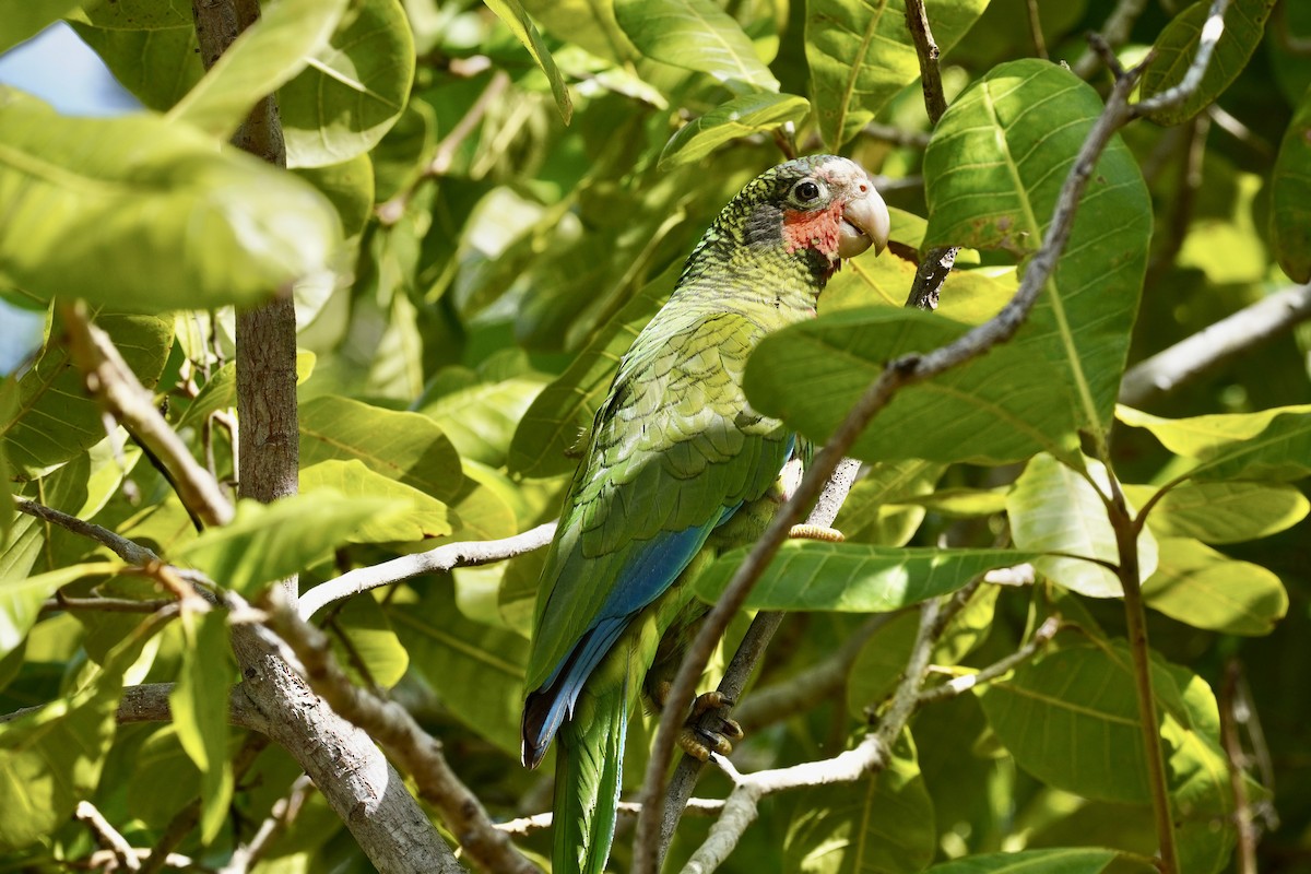 Cuban Parrot (Cayman Is.) - ML615533047