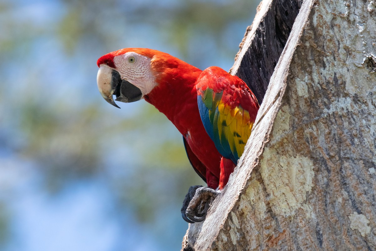 Scarlet Macaw - ML615533048