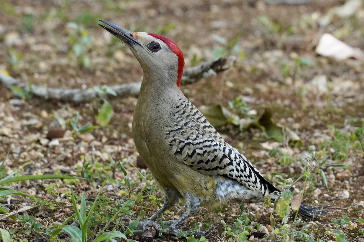 West Indian Woodpecker - ML615533051