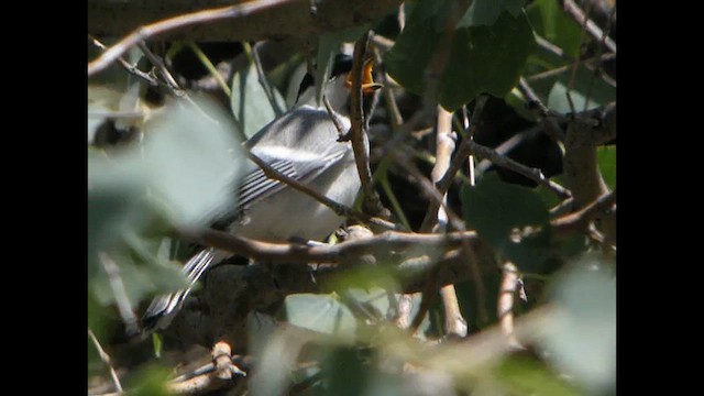 Great Tit (Turkestan) - ML615533054