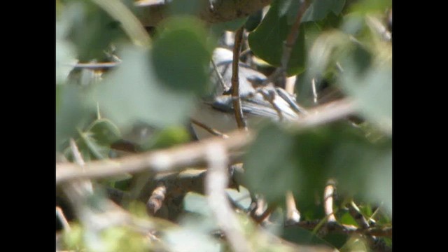 Great Tit (Turkestan) - ML615533081